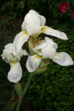 Iris germanica 'Florentina' RCP5-09 040.jpg